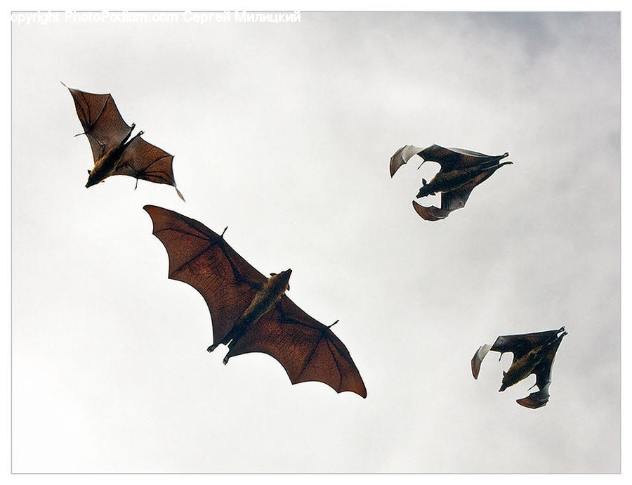Animal, Bat, Racket, Paper