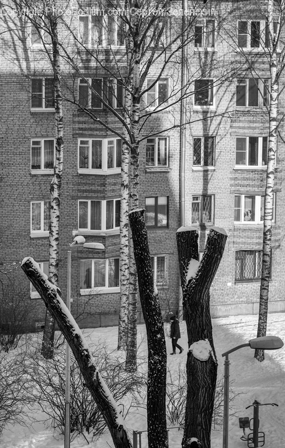 Brick, Person, Human, Outdoors, Plant