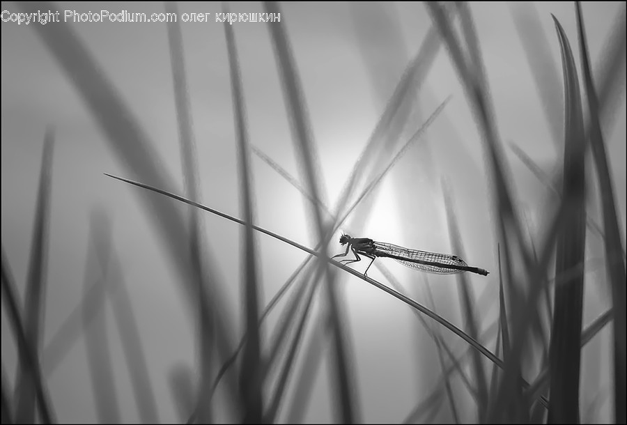 Animal, Invertebrate, Insect, Anisoptera, Dragonfly