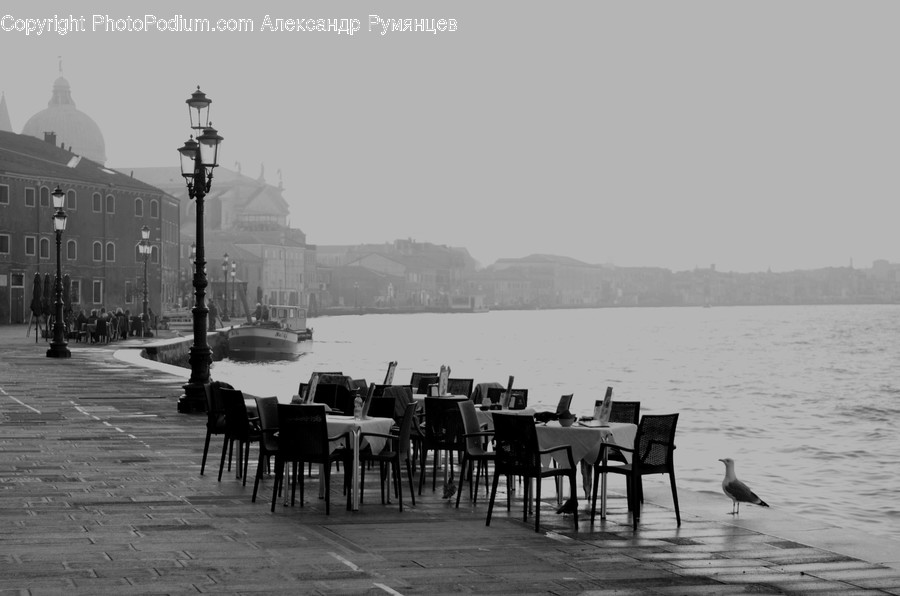 Chair, Furniture, Bird, Animal, Water