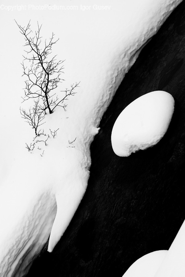Food, Egg, Nature, Plant, Tree
