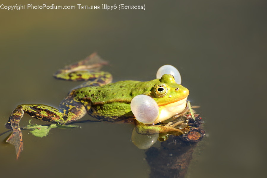 Lizard, Animal, Reptile, Wildlife, Frog