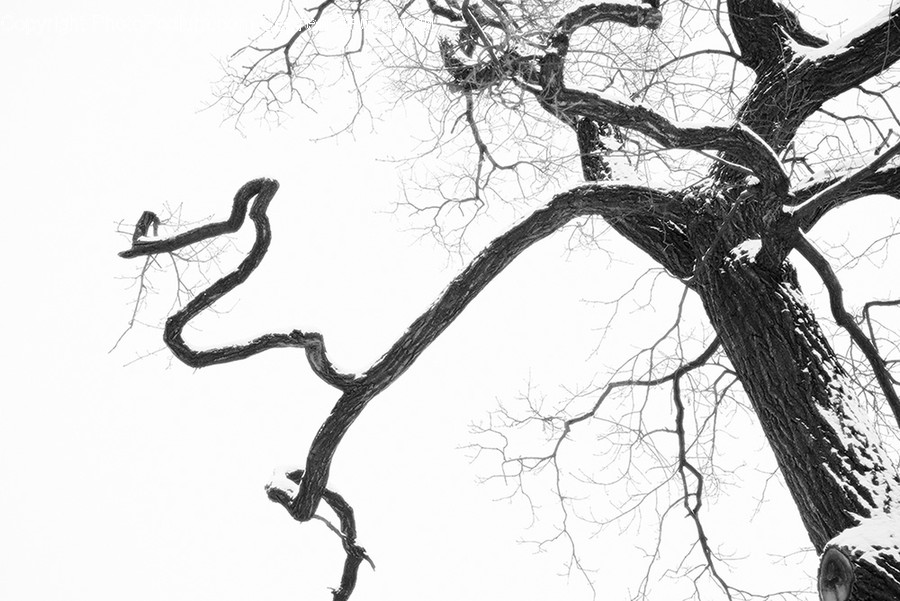 Plant, Tree, Tree Trunk, Waterfowl, Bird