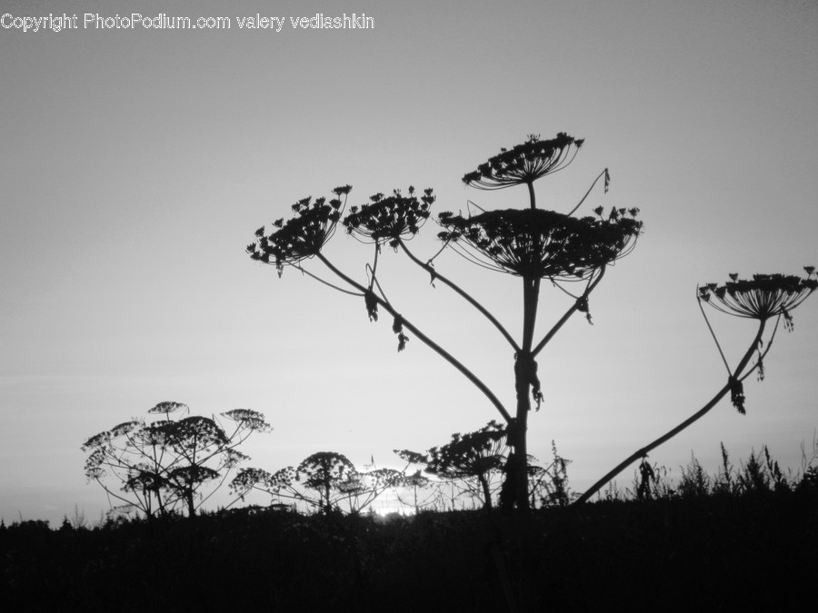 Tree, Plant, Vegetation, Outdoors, Insect