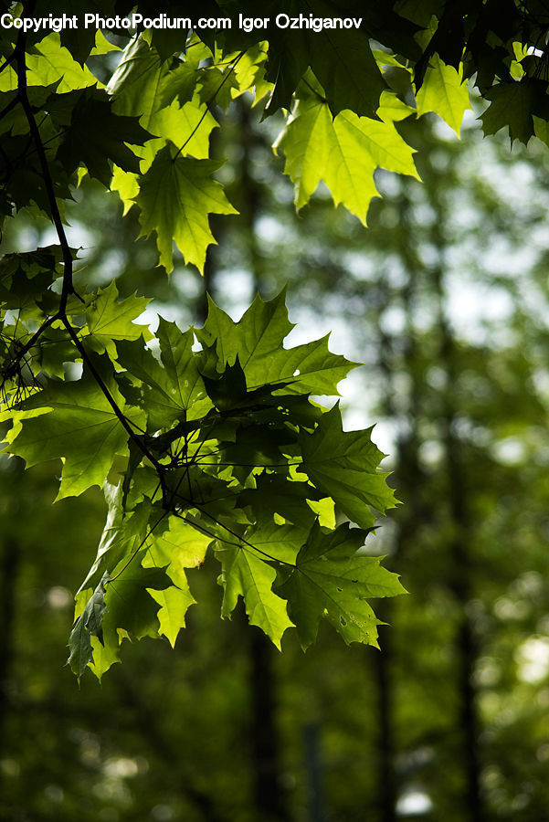 Plant, Conifer, Fir, Tree, Birch, Wood, Maple