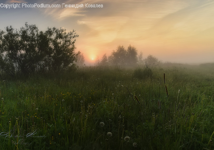 Nature, Outdoors, Weather, Fog, Grass