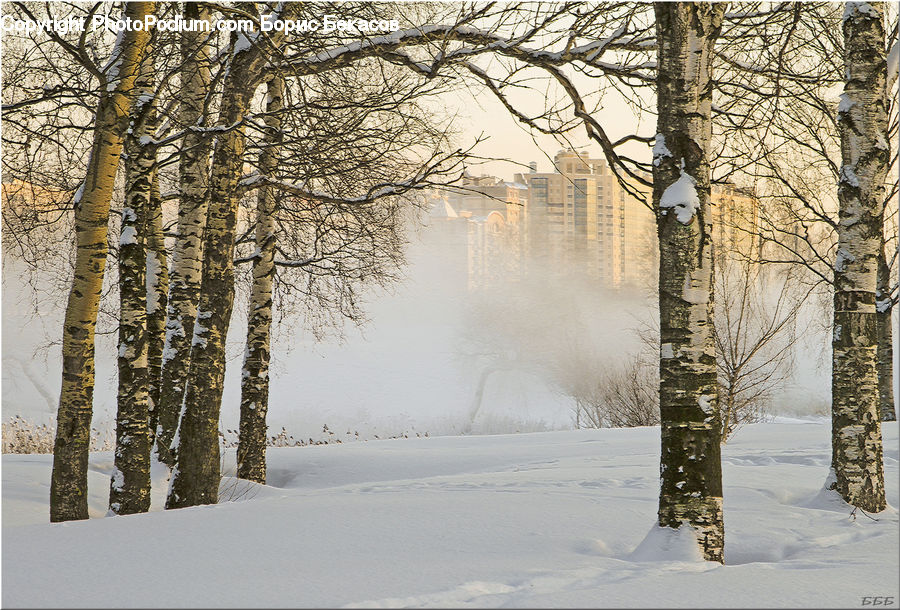 Birch, Tree, Wood, Forest, Vegetation, Landscape, Nature