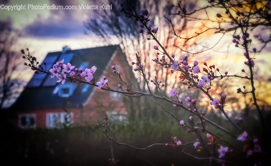 Plant, Flower, Blossom, Cherry Blossom, Animal