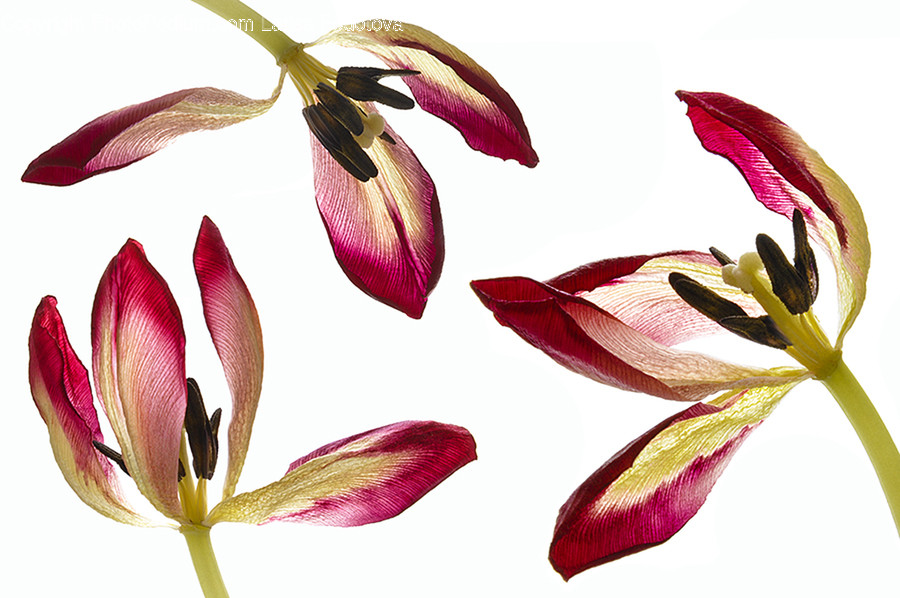 Plant, Flower, Blossom, Petal, Lily