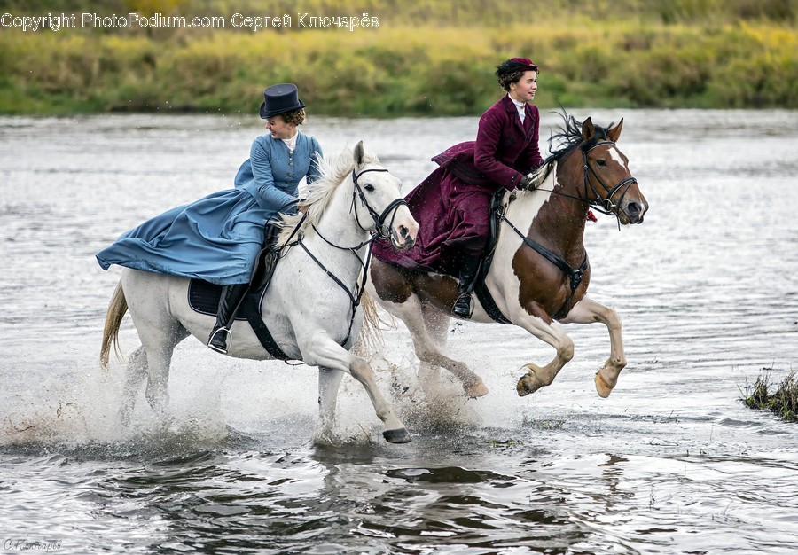 Animal, Equestrian, Mammal, Person, Human