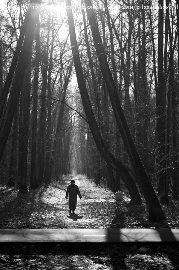 Vegetation, Plant, Path, Person, Human
