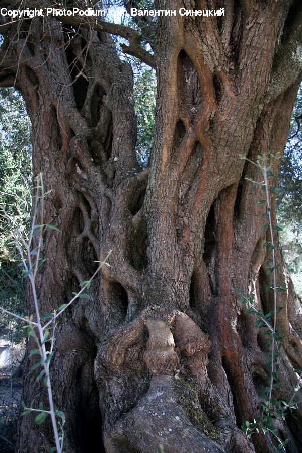 Oak, Tree, Wood, Tree Trunk, Forest, Jungle, Rainforest