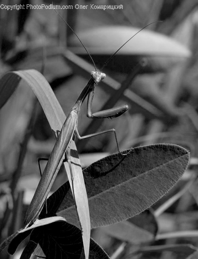 Mantis, Animal, Insect, Invertebrate, Transportation