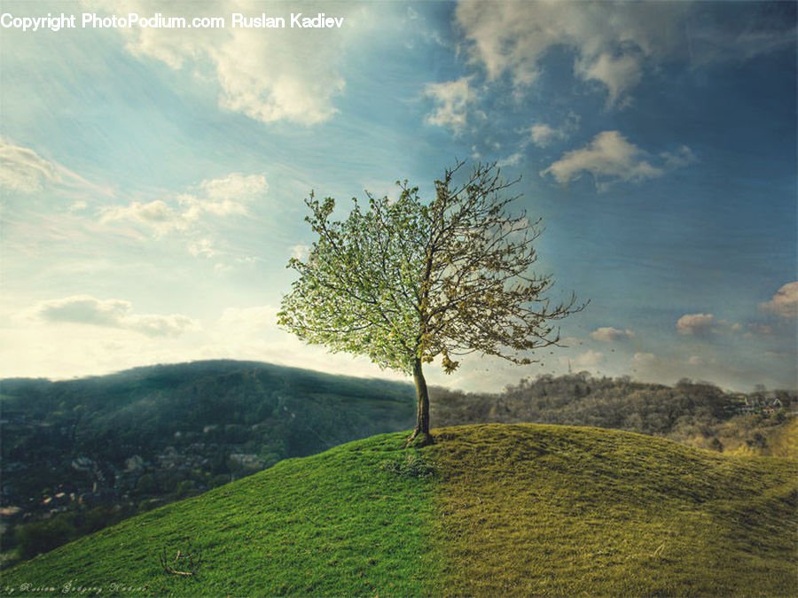 Field, Grass, Grassland, Land, Outdoors, Mound, Conifer