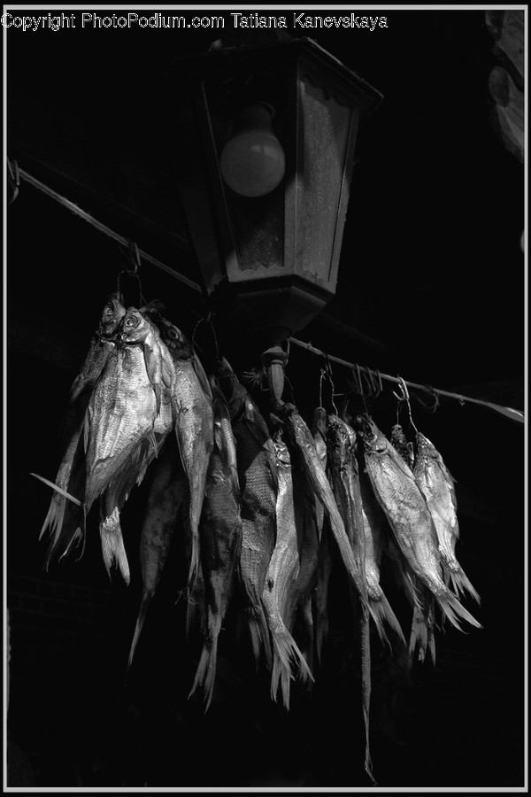 Herring, Animal, Sea Life, Fish, Sardine