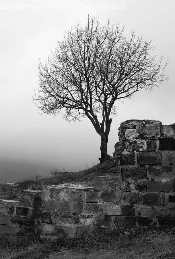 Tree, Plant, Ruins, Tree Trunk, Wall