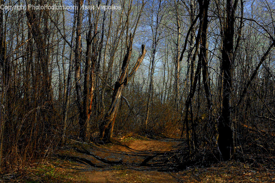 Tree, Plant, Ground, Woodland, Forest