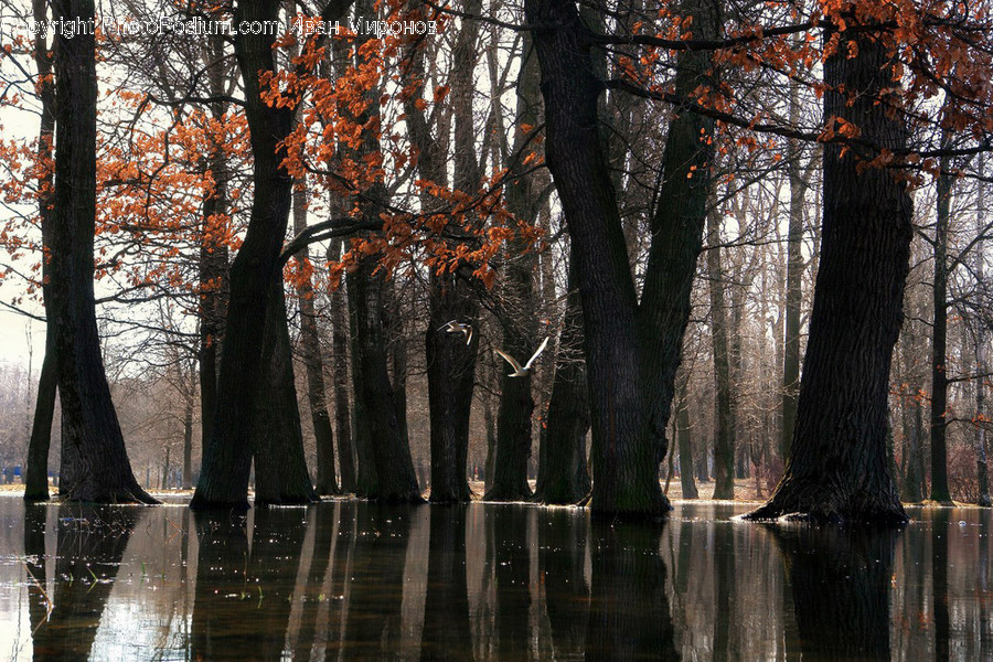 Nature, Land, Outdoors, Water, Tree