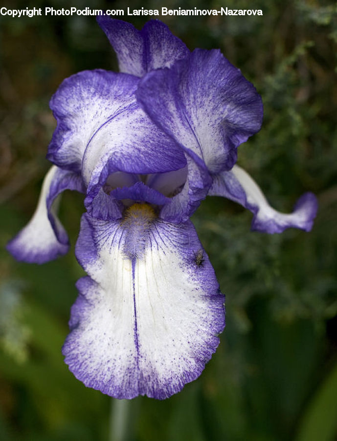 Flora, Flower, Iris, Plant, Gladiolus, Blossom, Crocus