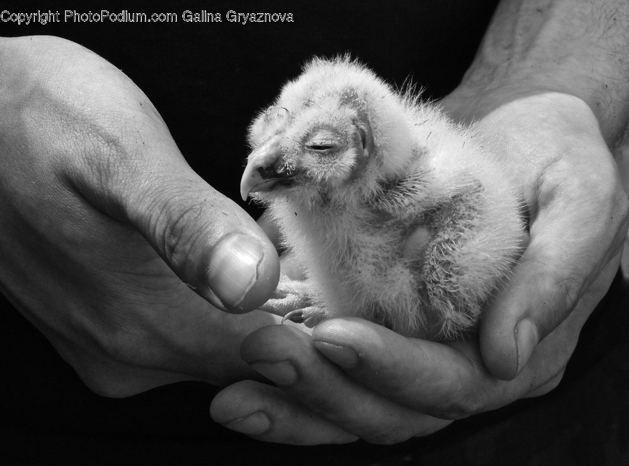 Finger, Person, Human, Animal, Hand