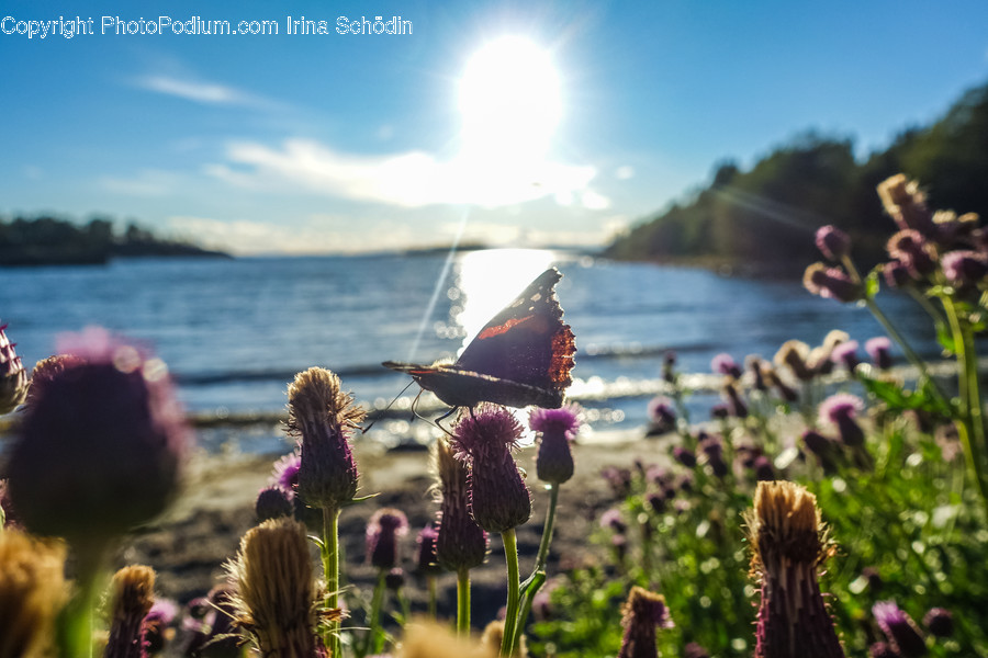 Light, Flare, Plant, Blossom, Flower