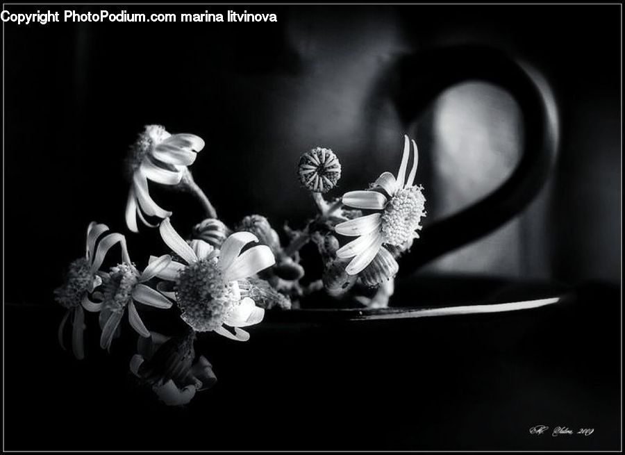 People, Person, Human, Blossom, Flora, Flower, Plant