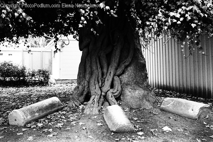 Plant, Tree, Root, Tree Trunk, Ground