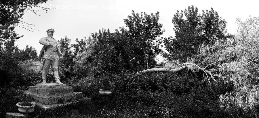 Tree, Plant, Person, Human, Abies