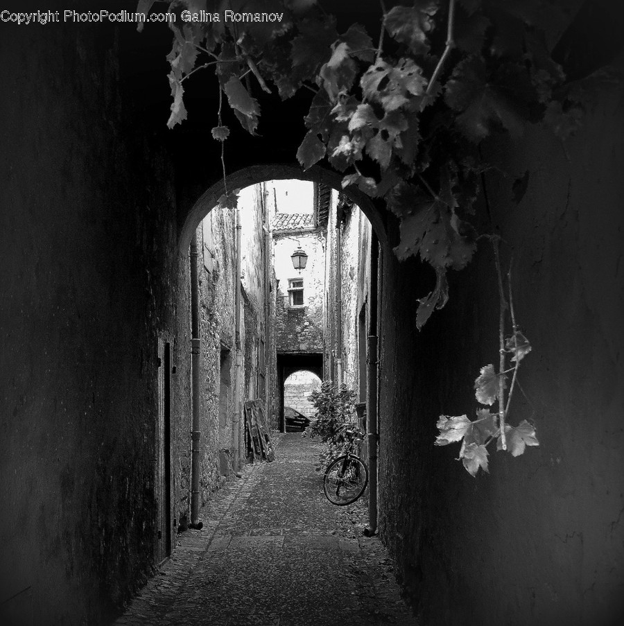 Walkway, Path, Plant, Corridor, Gate