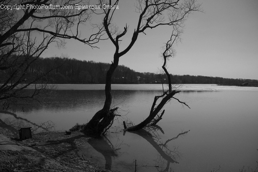 Outdoors, Land, Nature, Plant, Tree