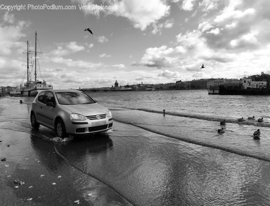 Transportation, Automobile, Vehicle, Car, Bird