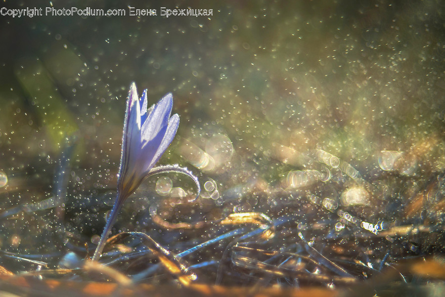 Plant, Blossom, Flower, Crocus, Petal