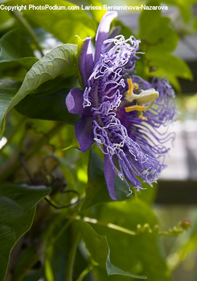 Blossom, Flora, Flower, Plant, Lilac, Geranium, Violet