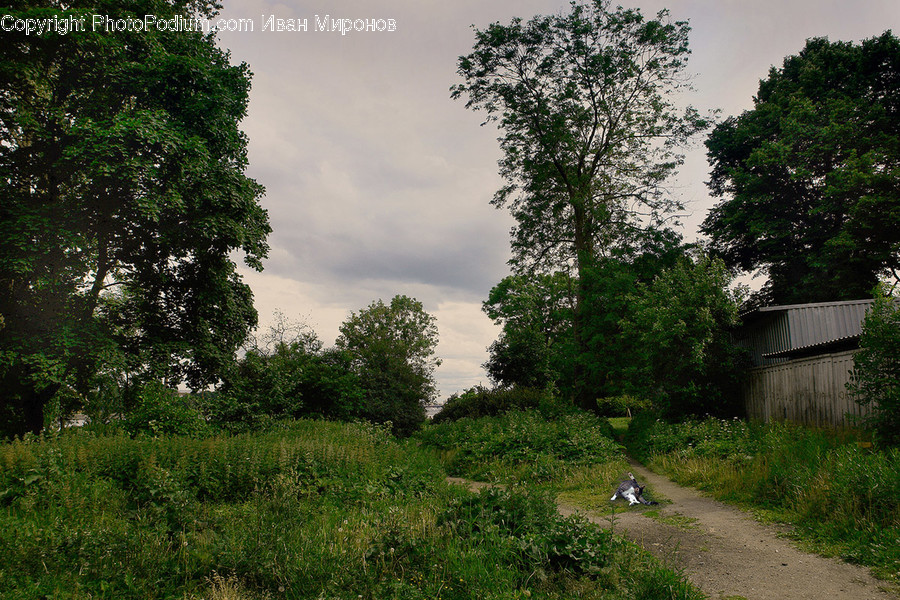 Outdoors, Nature, Plant, Tree, Grassland