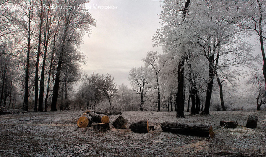 Ground, Nature, Outdoors, Ice, Plant