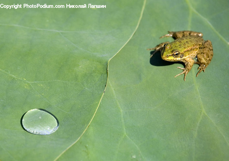 Amphibian, Frog, Wildlife, Toad