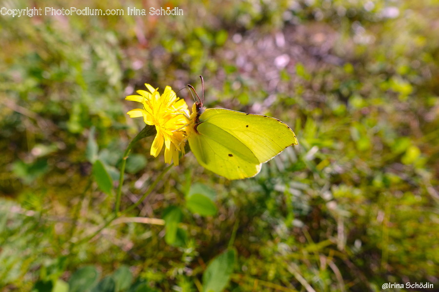 Plant, Pollen, Blossom, Flower, Daisies