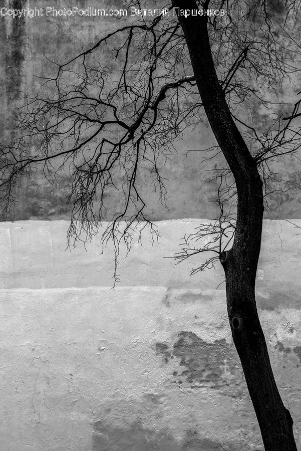Plant, Tree, Tree Trunk, Nature, Outdoors