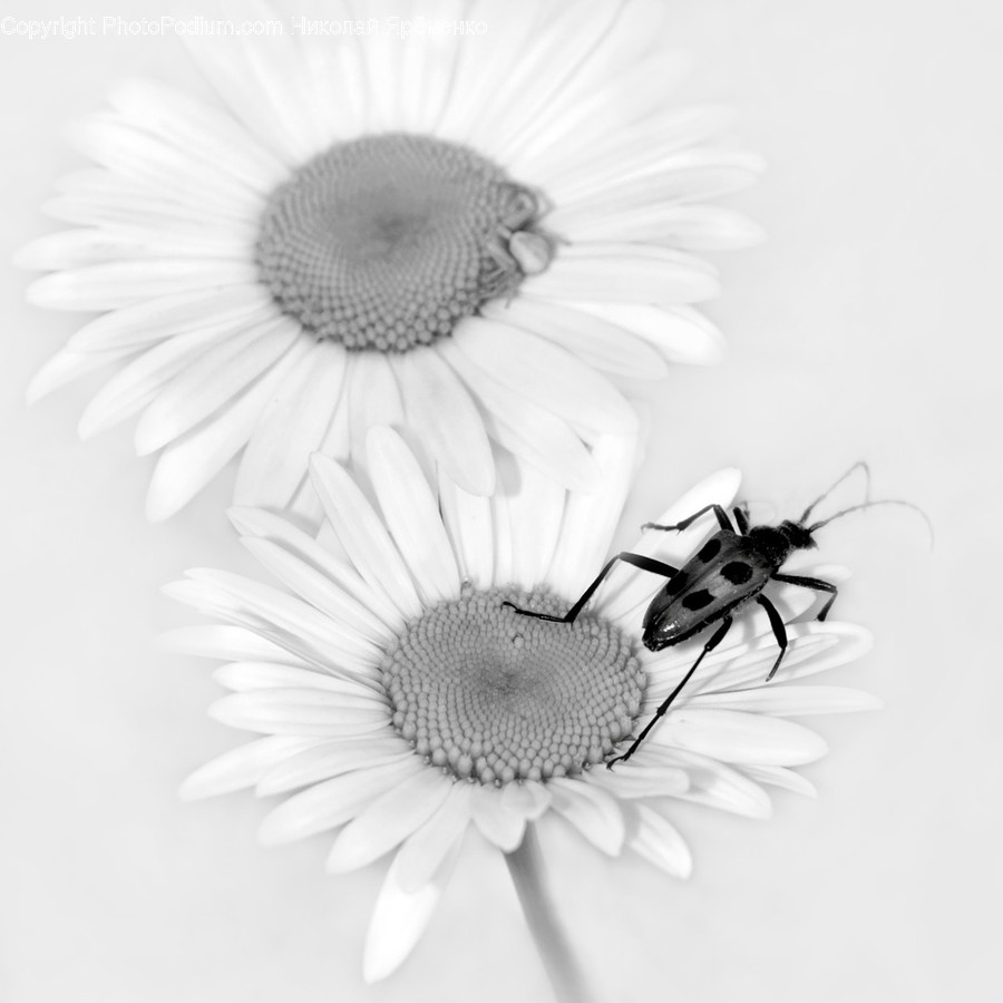 Plant, Daisies, Blossom, Daisy, Flower