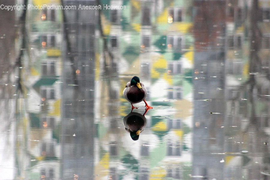 Bird, Animal, Duck, Mallard, Waterfowl