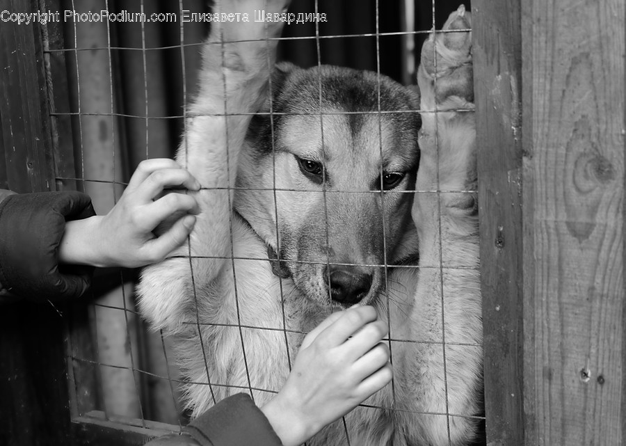 Dog House, Den, Canine, Pet, Mammal