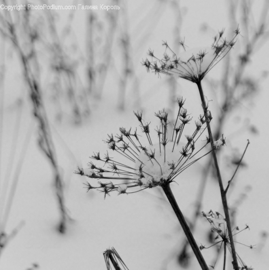 Plant, Flower, Apiaceae, Blossom, Seasoning
