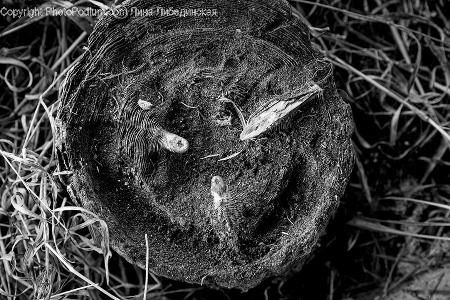 Plant, Sphere, Food, Human, Person