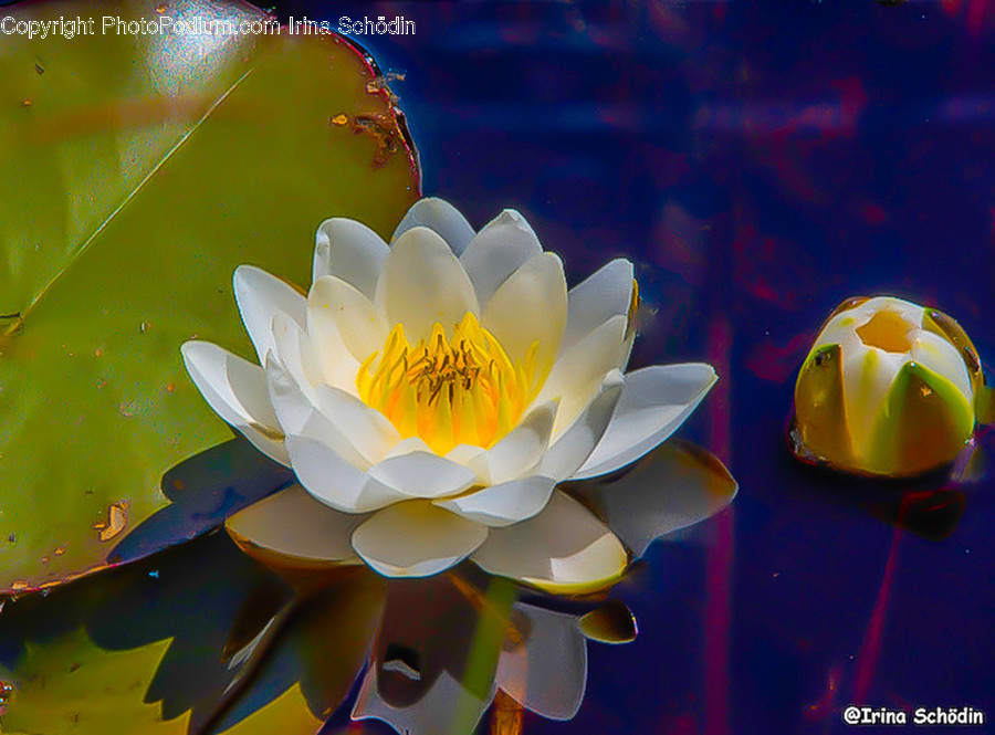 Plant, Blossom, Flower, Pond Lily, Lily
