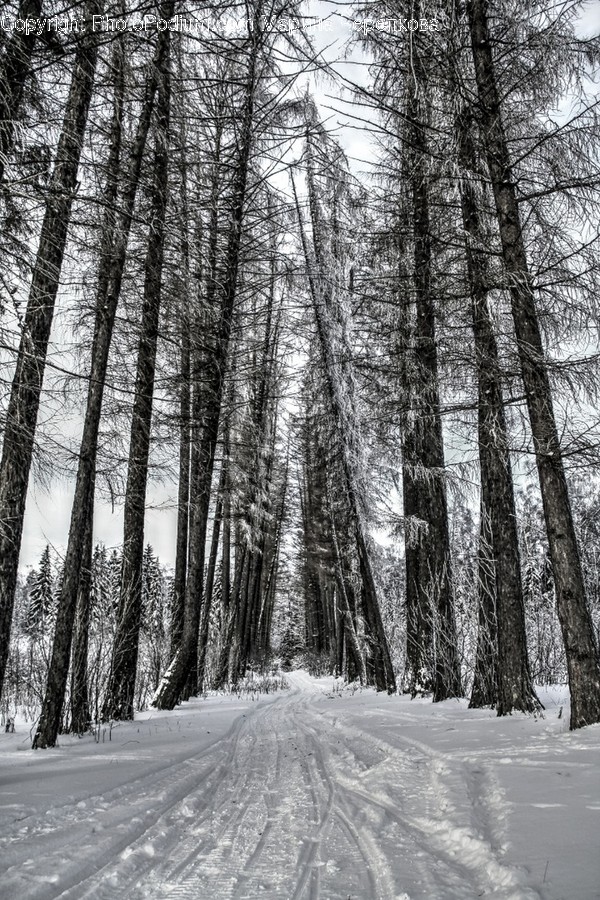 Plant, Tree, Vegetation, Woodland, Nature