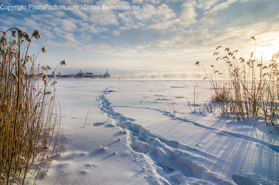 Plant, Grass, Outdoors, Nature, Ice