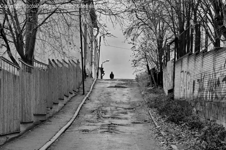 Path, Person, Human, Plant, Tree