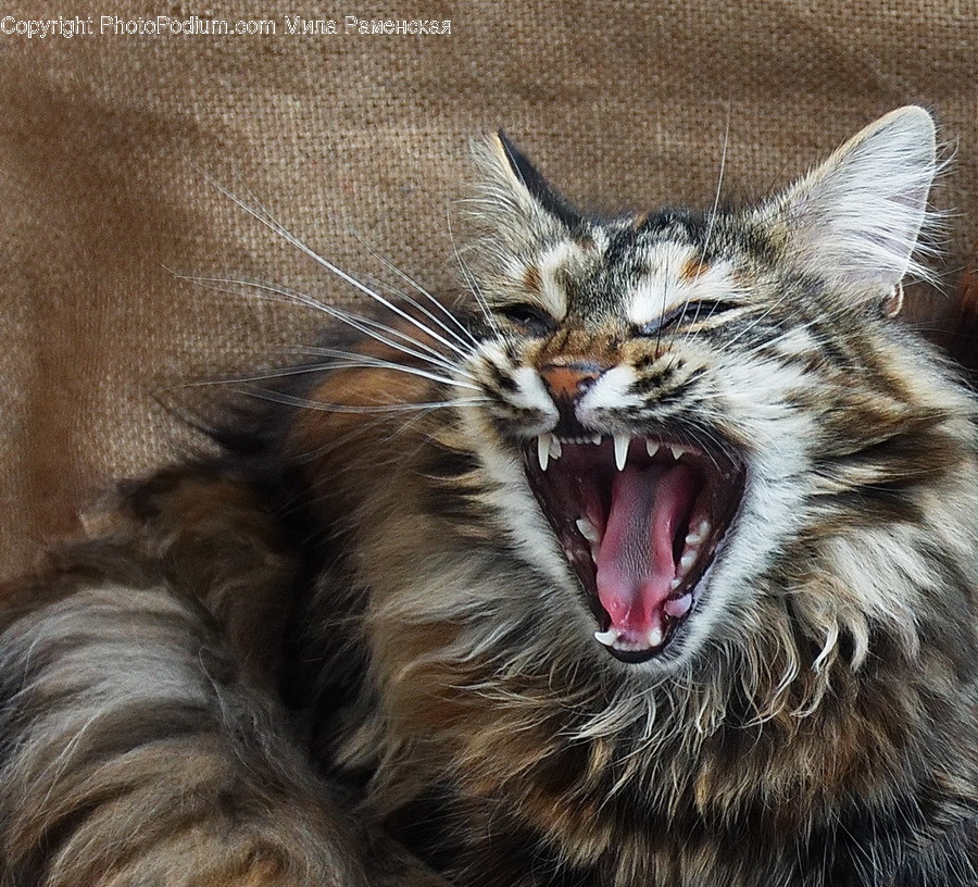Cat, Pet, Mammal, Animal, Lip