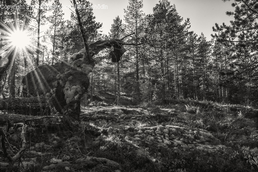 Plant, Tree, Fir, Abies, Conifer