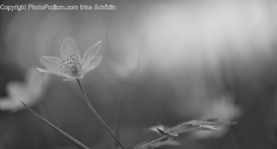 Plant, Blossom, Geranium, Flower, Anemone